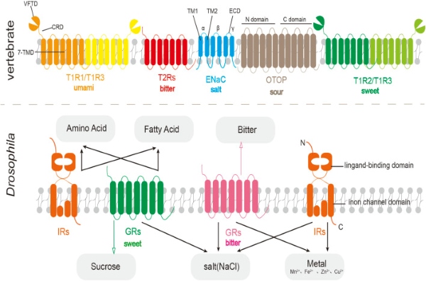Fig. 1 Cross-species taste receptor family diagram showing vertebrate T1R2/T1R3 sweet receptor architecture among other chemosensory receptors. (OA Literature)