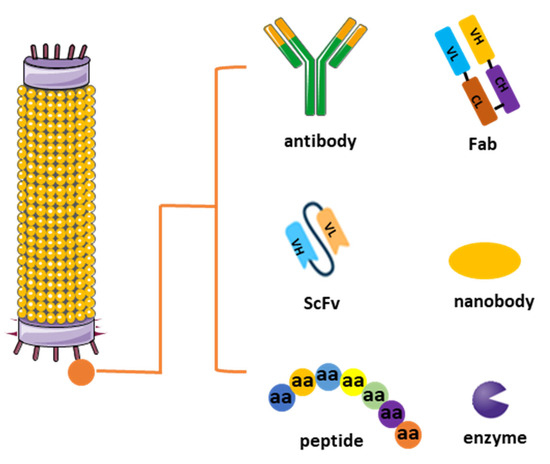 Fig.1 Different types of phage display libraries, including various antibody types, peptides and enzymes. (OA Literature)