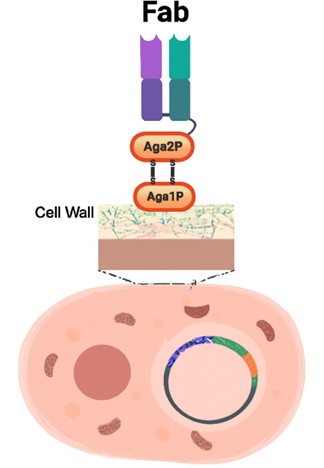 The Schematic of yeast display. (Creative Biolabs Original)