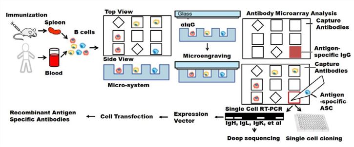 Fig.2 Single cell mAb cloning via FACS. (OA Literature).