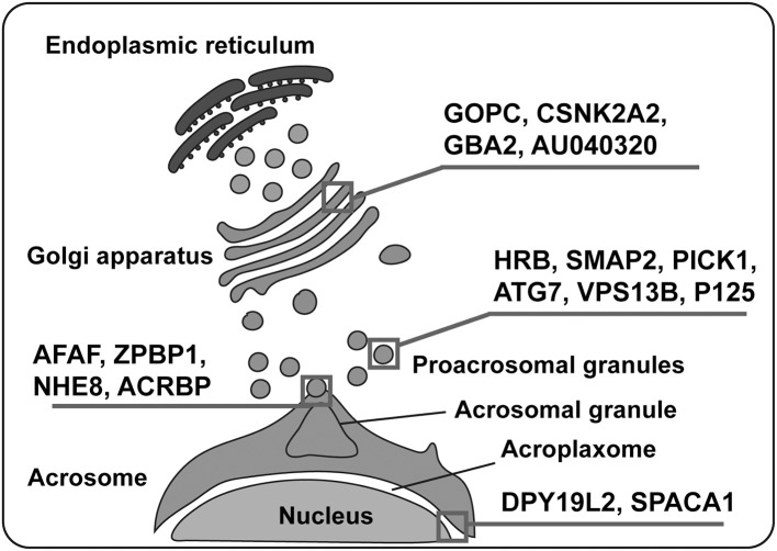 Fig. 1 Schematic of pro-acrosomal vesicle trafficking and acrosome biogenesis in spermatids. Testis-specific transmembrane protein TEX2 participates in directional transportation and fusion of Golgi-derived pro-acrosomal granules, sustaining germ cell polarity and mature acrosome formation. (OA Literature)