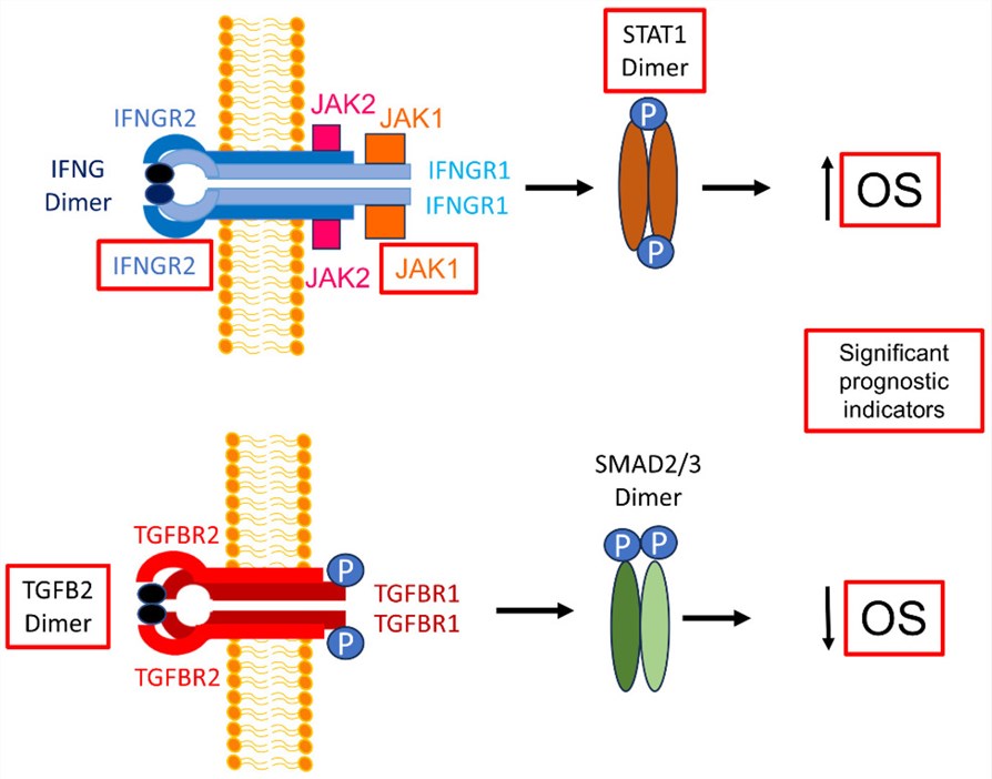 Fig.1 Opposite effects of increasing TGFB2 and IFNGR2/JAK1/STAT1 mRNA levels. (OA Literature)