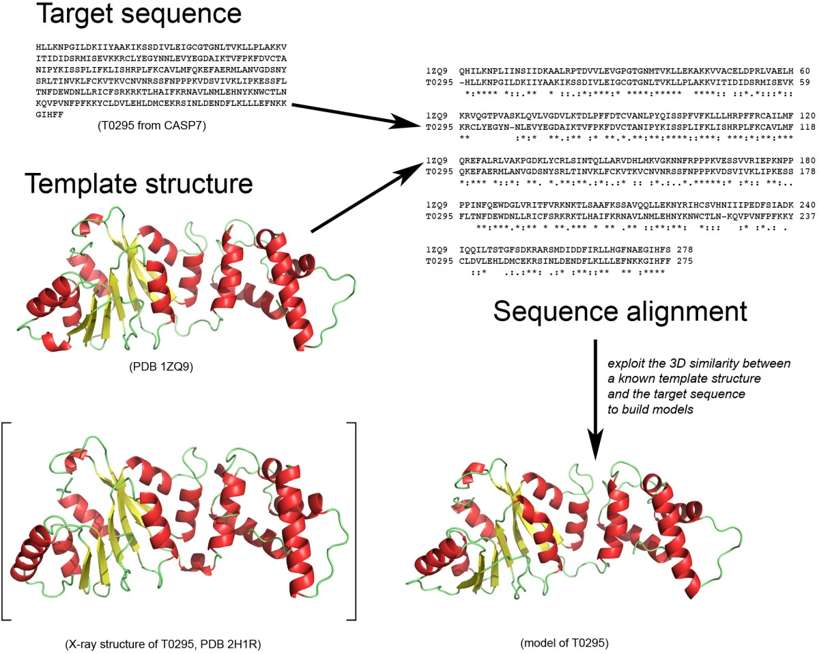 Fig.1 A schematic flow chart of the homology modeling method. (di and Patrice, 2011)