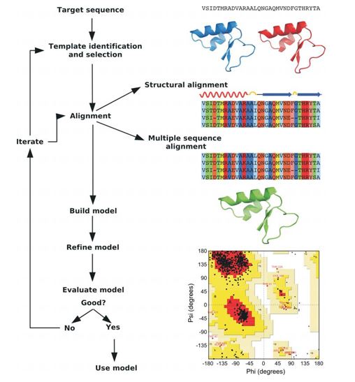 The simplified steps of protein homology modeling.