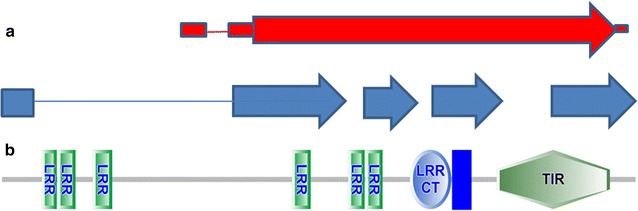 Fig. 1 Domain structure schematic of TLR10 transmembrane pattern recognition receptor. (OA Literature)
