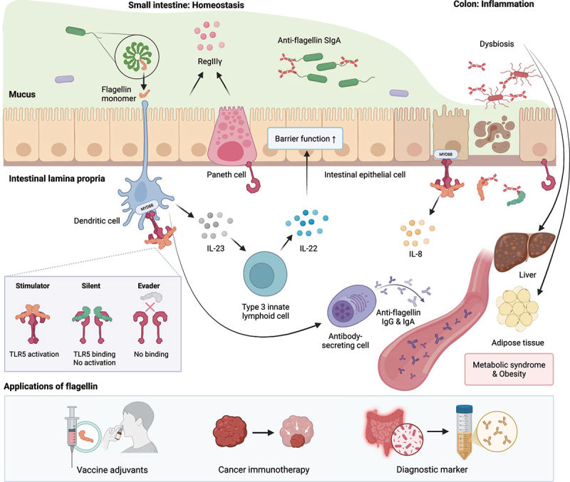 Fig. 1 Full intestinal mucosal landscape schematic of TLR5 governing gut barrier, innate lymphoid cell crosstalk and systemic metabolic inflammatory sequelae. (OA Literature)