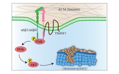 Fig. 1 Schematic visualization of TM4SF1 membrane-resident partner molecular association for tetraspan-scaffold membrane-complex research reagent characterization. (OA Literature)