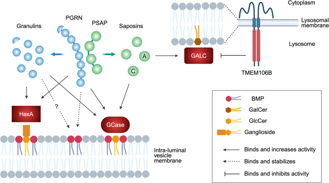 Fig. 1 Schematic of TMEM106B‑PGRN mediated lysosomal lipid breakdown network, which can guide lipid substrate quantification, hydrolase activity measurement, neurodegenerative mechanism exploration and lipid‑targeted therapeutic compound screening. (OA Literature)