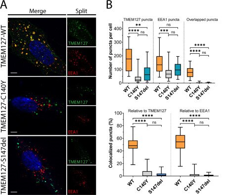 Fig. 1 Fluorescence imaging and quantitative analysis for TMEM127 endosomal vesicle localization, for transmembrane protein research reagent characterization. (OA Literature)