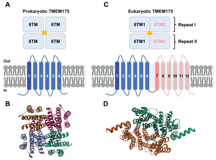 Fig. 1 Topological and structural comparison of prokaryotic and eukaryotic TMEM175 channels. (OA Literature)