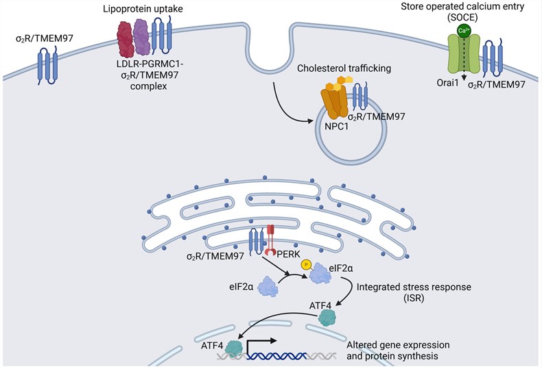 Fig.1 TMEM97 subcellular localization and function. (OA Literature)