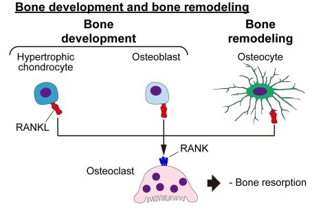 Fig. 1 Schematic illustration of physiological TNFRSF11A RANKL signal axis for bone related membrane protein research reagent characterization. (OA Literature)