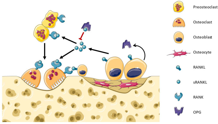Fig. 1 Schematic illustration of bone remodeling axis controlled by TNFRSF11B (OPG), RANKL and RANK, showing osteoblast, osteocyte, preosteoclast and mature osteoclast behaviour. (OA Literature)