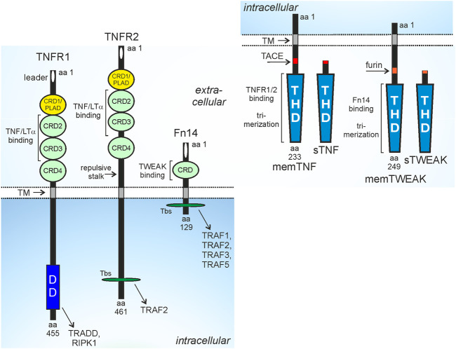 Fig. 1 Schematic domain architecture diagram comparing TNFR1, TNFR2 and TNFRSF12A(Fn14) receptors as well as their cognate TNF family membrane bound and soluble ligands. (OA Literature)