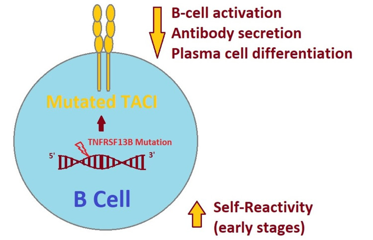 Fig. 1 Pathway schematic about TACI pathogenic mutation in B cells, suitable for genotypic-phenotypic correlation analysis and autoimmune susceptibility mechanism research. (OA Literature)