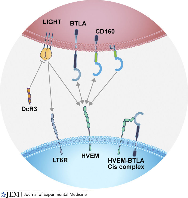 Fig. 1 Cell-cell interaction diagram illustrating dual activating/inhibitory ligand binding modes of TNFRSF14 (HVEM), including cis intramembrane BTLA complex and soluble LIGHT sequestration by DcR3. (OA Literature)