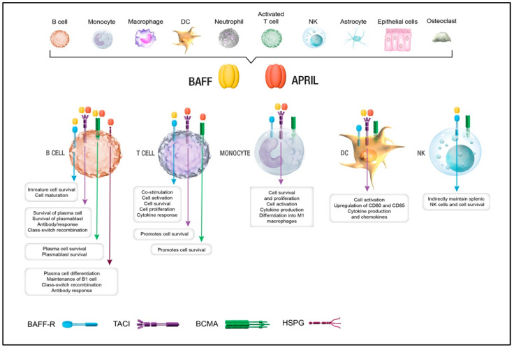 Fig. 1 BAFF/APRIL signal pathway featuring TNFRSF17 (BCMA) immune cell distribution and biological effects. (OA Literature)