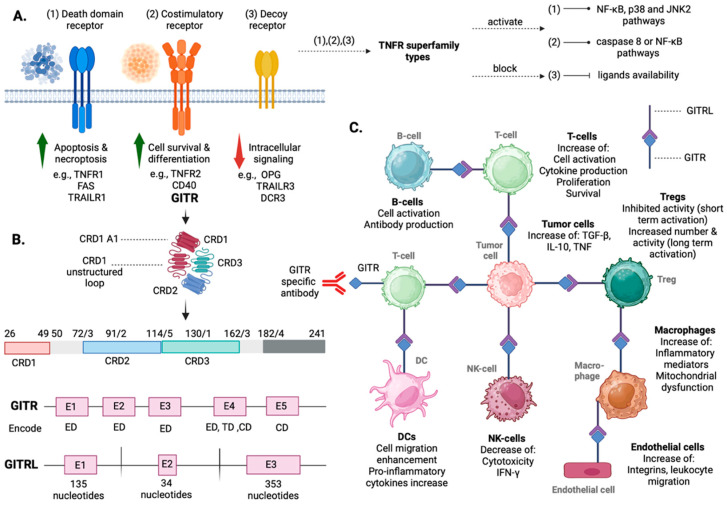 Fig. 1 Integrated structural & functional master diagram for TNFRSF18 co-stimulatory receptor, covering protein domain architecture, superfamily classification and multi-cell immune response outputs. (OA Literature)