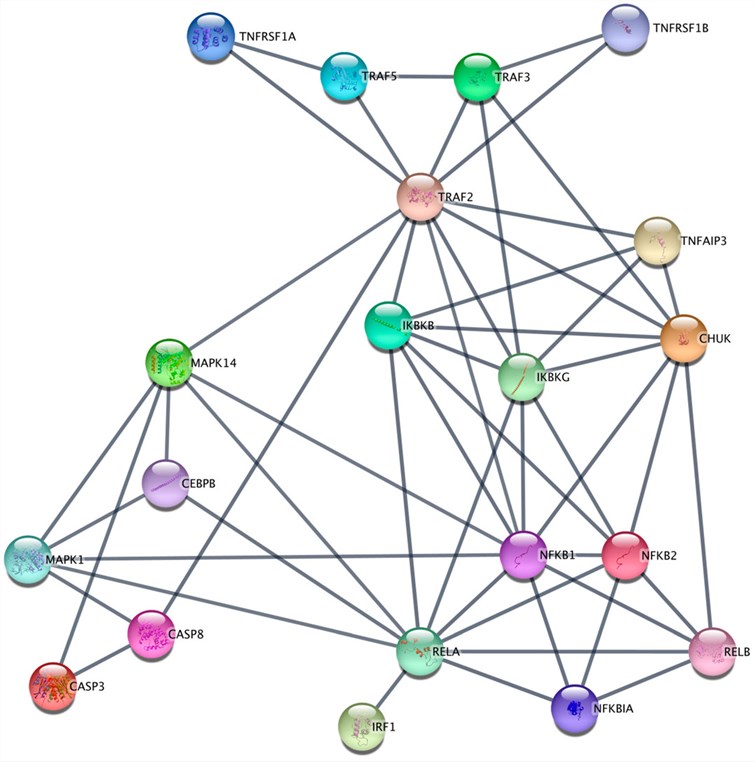 Fig.1 Network of the TNF-α signaling pathway via TNFRSF1A. (OA Literature)