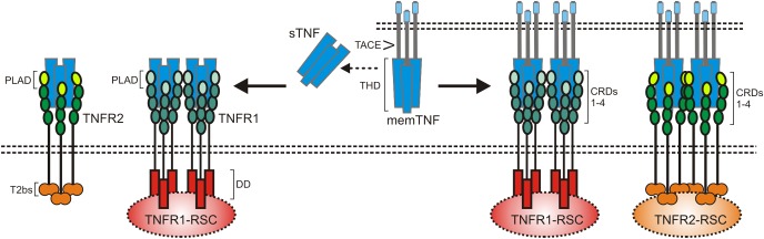 Fig. 1 Master structural schematic for TNFα dual receptor system highlighting TNFR2 exclusive membrane-TNF preference and unique intracellular domain architecture. (OA Literature)