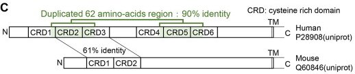 Fig. 1 Schematic diagram for domain architecture of recombinant human TNFRSF8 protein. (OA Literature)