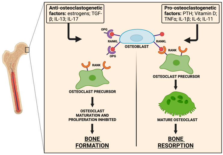Fig. 1 Dual regulatory diagram of osteoblast-derived TNFSF11 and OPG controlling osteoclast differentiation, bone formation vs bone resorption under hormonal and inflammatory stimuli. (OA Literature)