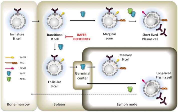 Fig. 1 Core humoral developmental diagram illustrating BAFF as the essential licensing factor for peripheral B cell maturation across spleen and lymph node compartments. (OA Literature)