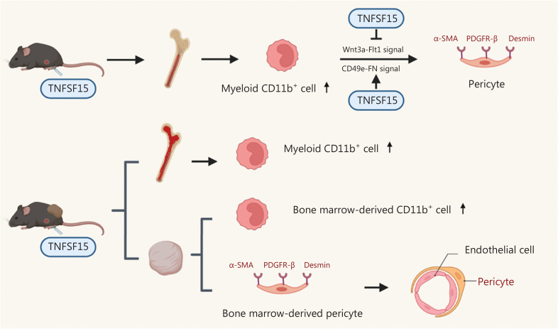 Fig. 1 TNFSF15/TL1A tumor vascular pericyte differentiation pathway schematic for recombinant protein, antibody functional verification research. (OA Literature)