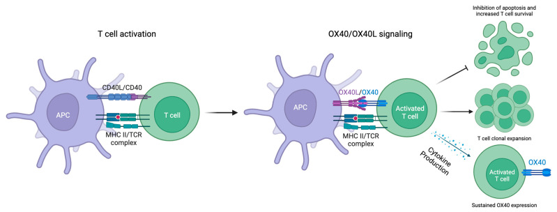 Fig. 1 Schematic diagram showing TNFSF4(OX40L) OX40 dependent T cell costimulation between antigen presenting cell and activated T cell, together with MHC II TCR primary activation signal. (OA Literature)