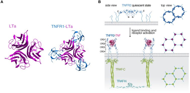 Fig. 1 Structural schematic of conserved TNF superfamily ligand receptor activation mode for TNFSF8 recombinant protein research reagent characterization. (OA Literature)