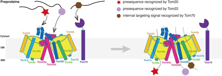 Fig. 1 TOMM20-mediated precursor signal recognition within TOM complex. (OA Literature)