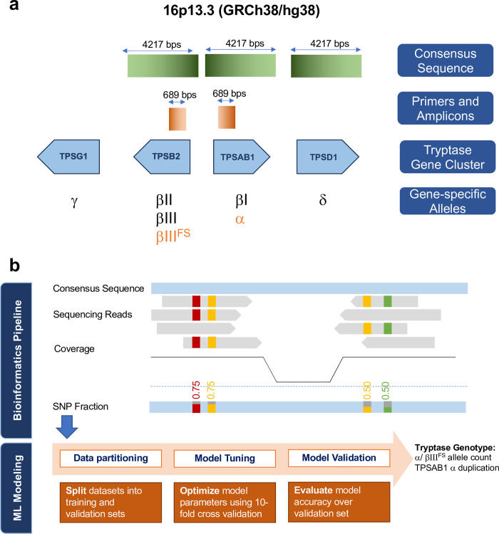 Fig. 1 TPSAB1 tryptase gene cluster genomic structure, targeted sequencing bioinformatics and machine learning genotyping diagnostic pathway schematic. (OA Literature)