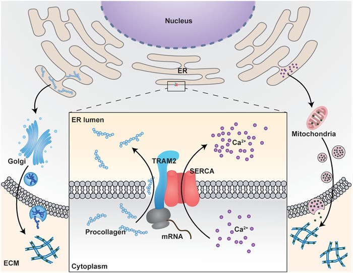 Fig.1 TRAM2 can bind with naïve collagen protein. (OA Literature)
