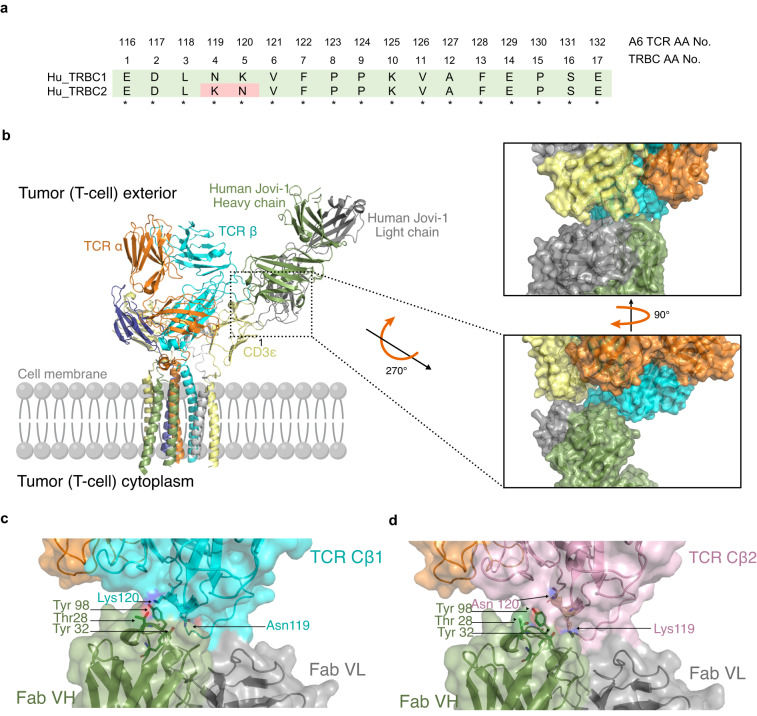 Fig. 1 TRBC1 TCR complex & antibody epitope structural model for T cell hematology tumor immunotherapy research reagents. (OA Literature)