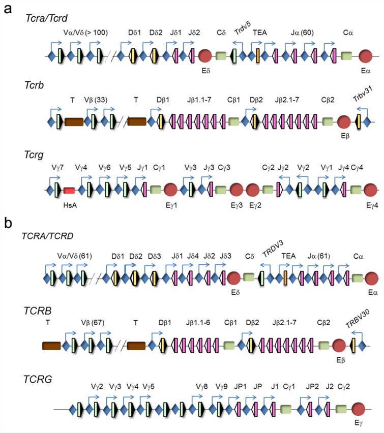 Fig.1 Genomic representation of TCR loci. (OA Literature)