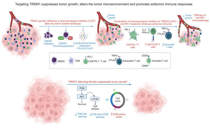 Fig. 1 TREM1 anti-tumor immune signaling schematic for combined immunotherapy research. (OA Literature)