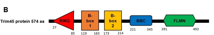 Fig. 1 Linear-domain-topology schematic of human TRIM45 protein for TRIM-family-E3-ligase reagent characterization. (OA Literature)