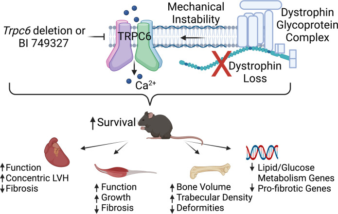 Fig. 1 TRPC6 calcium signaling axis linking dystrophin complex deficiency to tissue fibrosis and organ dysfunction. (OA Literature)