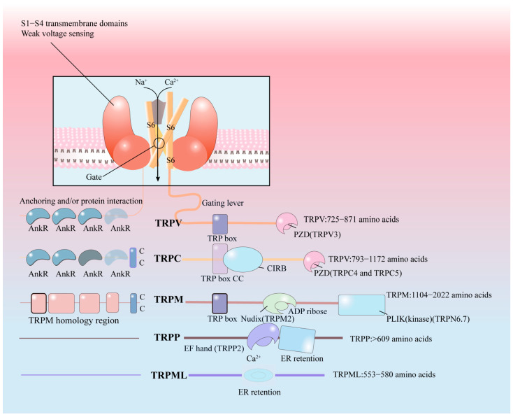 Fig. 1 Schematic diagram showing linear domain topology of TRPM-family channel subunit, displaying N-terminal TRPM homology region, TRP box and C-terminal Nudix domain of TRPM2 subunit. (OA Literature)
