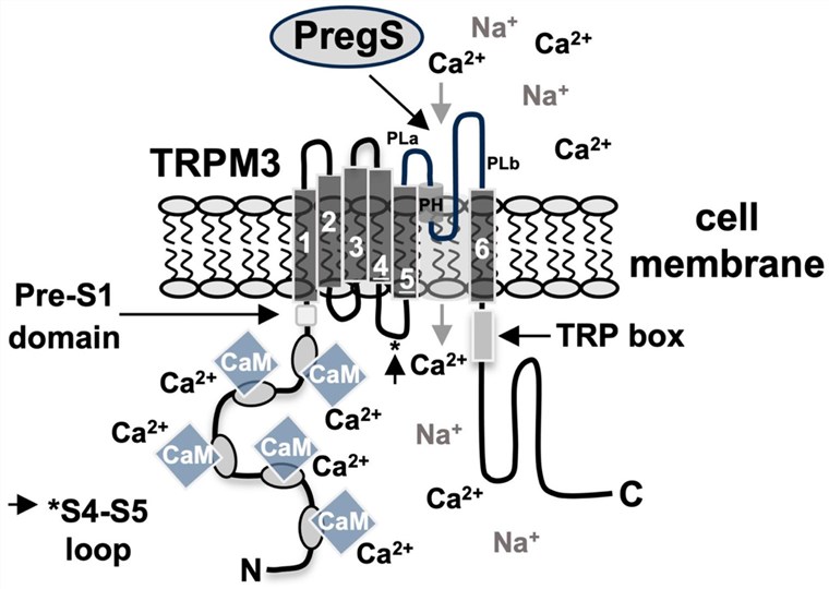 Fig.1 Sructure of TRPM3 channels. (OA Literature)