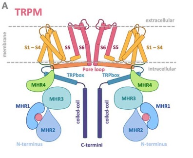 Fig. 1 Schematic topology diagram of conserved TRPM-family tetrameric channel subunit architecture for TRPM-family membrane-ion-channel research reagent characterization. (OA Literature)