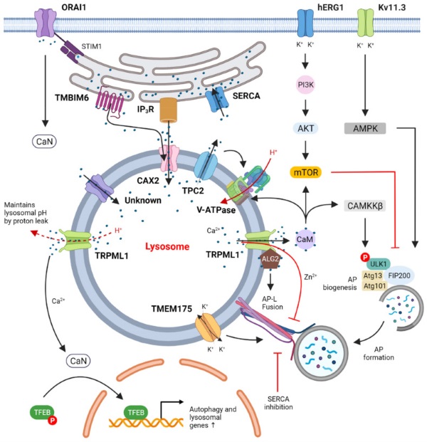 Fig. 1 Schematic of lysosomal ion related signaling networks, highlighting conserved TRPML1 TFEB axis for lysosomal homeostasis and autophagy research with TRPML1 reagents. (OA Literature)