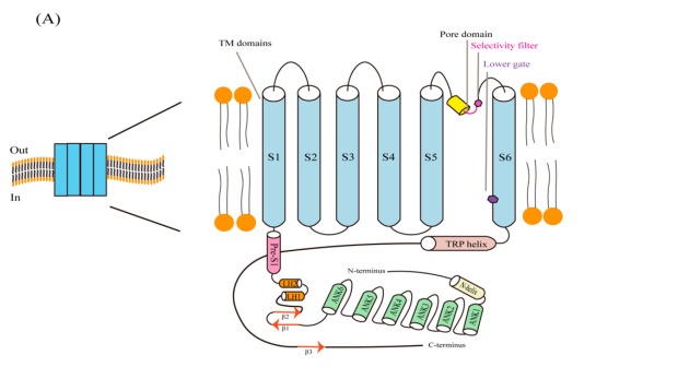 Fig. 1 Schematic visualization of TRPV6 subunit topology, depicting N-terminal ankyrin-repeat modules, transmembrane segments, pore-loop and C-terminal TRP-helix modules embedded within plasma-membrane.(OA Literature)