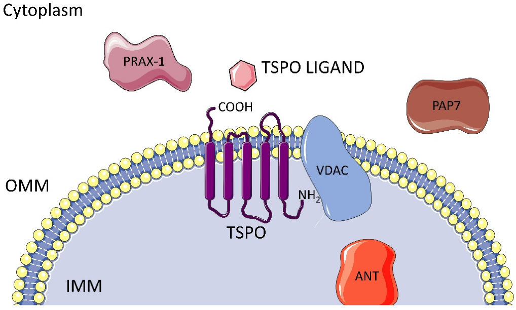 The identification of affinity maturated single domain antibodies against HER2.