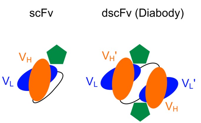 Fig.1 Construction feature of scFv and Diabody.