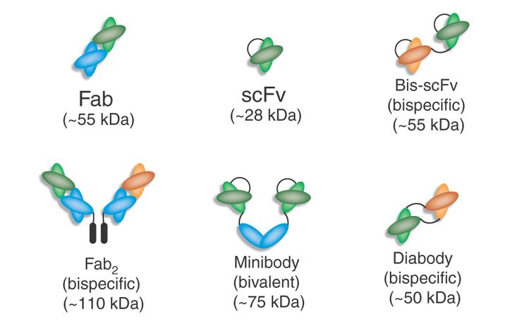 Schematic diagram of bispecific antibody formats