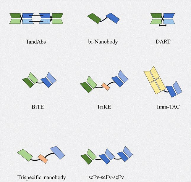 Fig.2 Different bispecific antibody formats. 