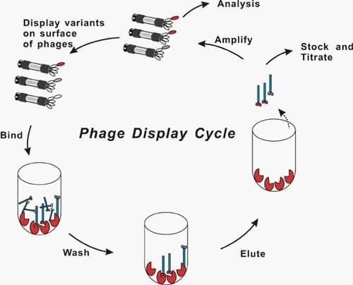 Illustration of phage display cycle