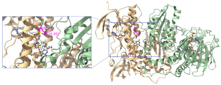Fig. 1 3D crystal-structure visualization of human TXNRD1 homodimer showing domain architecture and subunit assembly for thioredoxin-reductase-family protein research reagent characterization. (OA Literature)