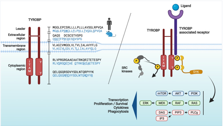 Fig. 1 Structural and signaling core diagram of TYROBP adaptor protein: domain annotation, cross-species sequence alignment and complete Src-Syk-PI3K/ERK/PLCγ innate immune transduction pathway. (OA Literature)